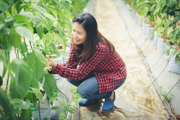Close Vrouwen Boer Hand Houden Chili Peper Plant Tuin — Stockfoto