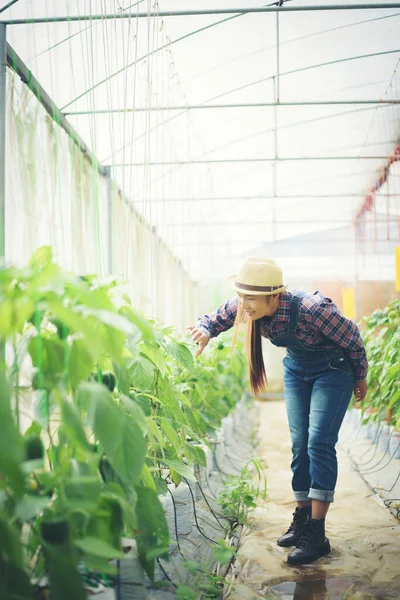 Boer Vrouwen Hand Houden Chili Peper Plant Tuin — Stockfoto