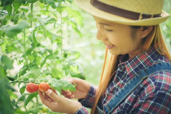 Kobieta Kuchni Ogród Zbieranie Pomidorów — Zdjęcie stockowe