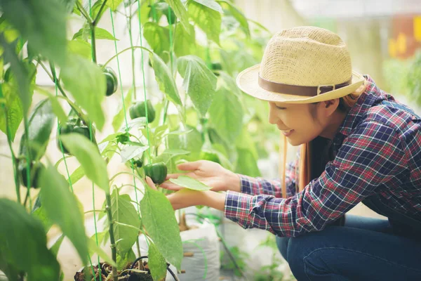 Zamknij Się Kobiety Rolnik Ręka Prowadzenie Chili Pieprz Roślin Ogrodzie — Zdjęcie stockowe