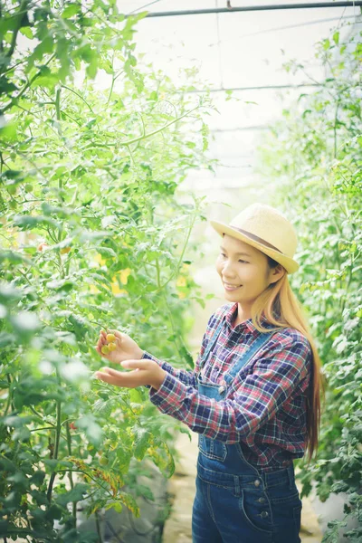 Vrouw Keuken Tuin Plukken Tomaten — Stockfoto