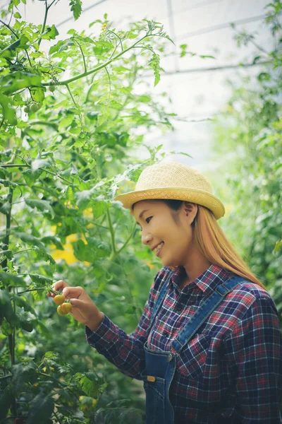 Kobieta Kuchni Ogród Zbieranie Pomidorów — Zdjęcie stockowe