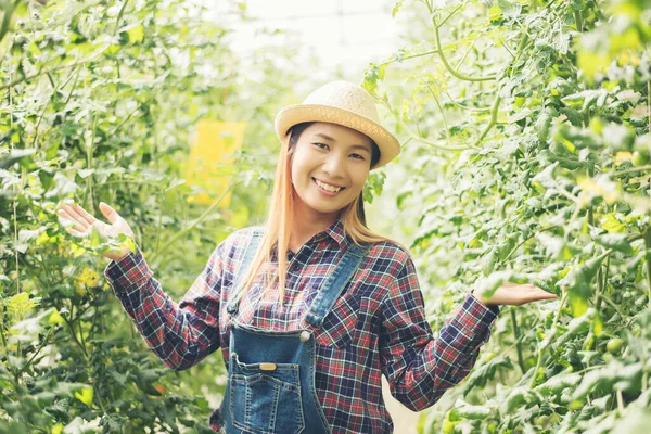 Mujer Huerto Recogiendo Tomates —  Fotos de Stock