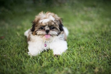 Çimlerde kahverengi köpek yavrusu