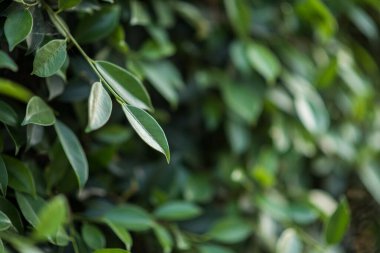 arkaplanda yeşil yaprak