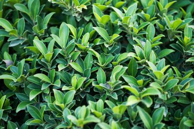 arkaplanda yeşil yaprak