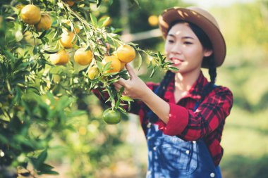 Tatlı portakal ağaçlarını elinde tutan genç bir çiftçi. Çiftçi yeşil çiftlikten sonbahar portakal hasadı topluyor. 