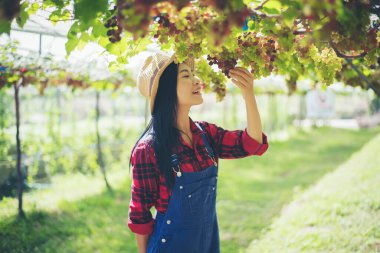 Genç bir kadın hasat mevsiminde üzüm topluyor.,