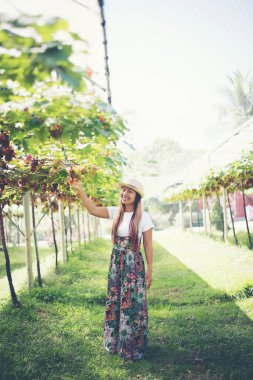 Genç bir kadın hasat mevsiminde üzüm topluyor.,