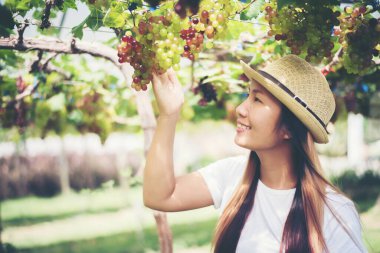 Genç bir kadın hasat mevsiminde üzüm topluyor.,