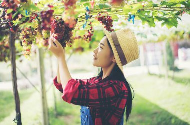 Genç bir kadın hasat mevsiminde üzüm topluyor.,
