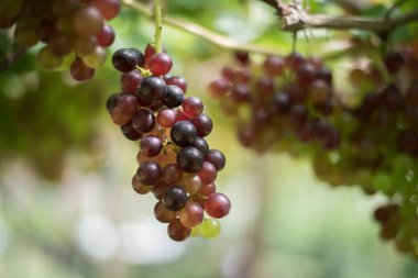 Tarlada üzüm hasadı