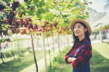 Gün batımının tadını çıkaran genç bir kadın üzüm bağında