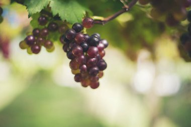 Tarlada üzüm hasadı