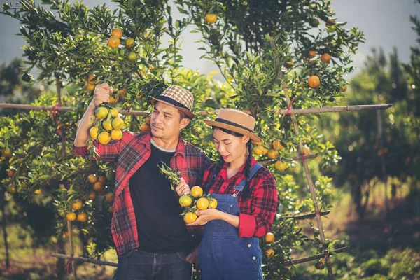 Young Farmer Holding Sweet Orange Trees Hands Farmer Gathering Autumn — Stock Photo, Image
