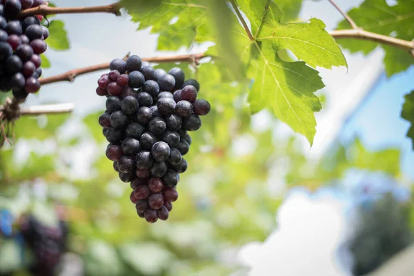 Урожай Винограду Полі — стокове фото