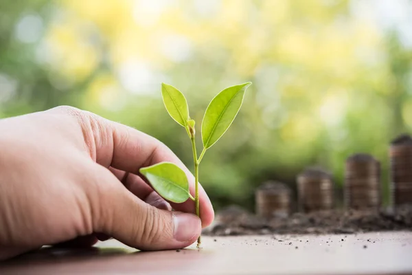 Sosteniendo Planta Joven Mano — Foto de Stock