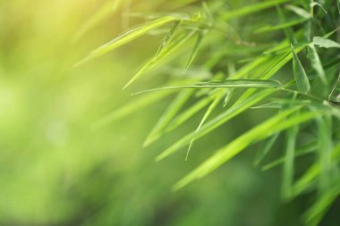 yeşil bambu yaprakları arka plan