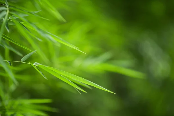 Grön Bambu Löv Bakgrund — Stockfoto