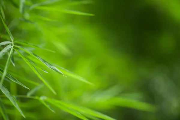 Grön Bambu Löv Bakgrund — Stockfoto