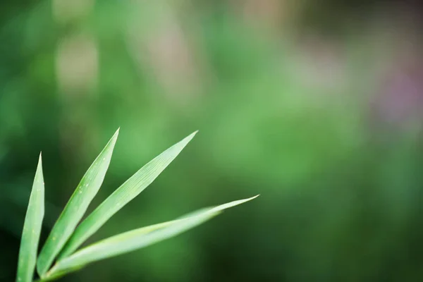 Verde Bambu Folhas Fundo — Fotografia de Stock
