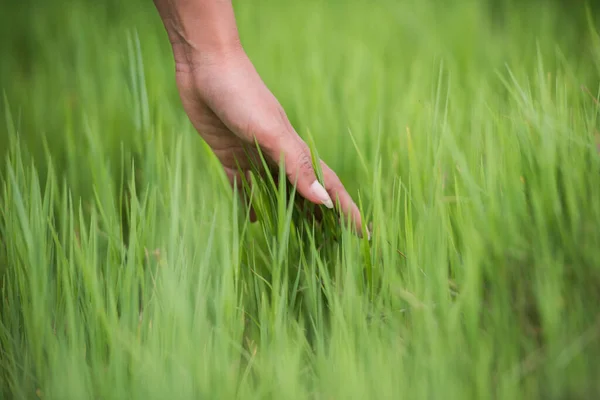 Woman Hand Touching Green Grass — Stock Photo, Image