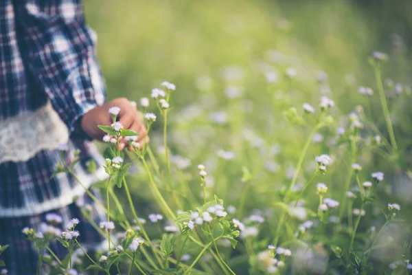 Cerca Mano Niña Tocando Flor Silvestre Prado — Foto de Stock