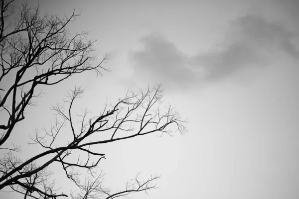 死树的黑白分枝之间的概念 — 图库照片
