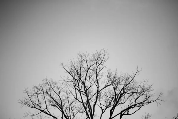 Rami Bianco Nero Albero Morto Concetto Halloween — Foto Stock