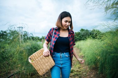 Genç çiftçi taze kuşkonmaz hasat etti.. 