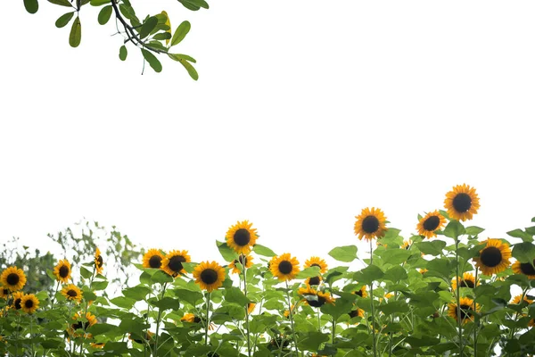 Foto Campo Girasol — Foto de Stock