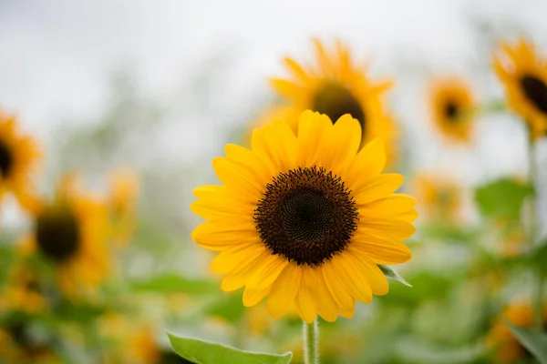 Primer Plano Del Girasol Flor Campo Con Fondo Borroso Naturaleza — Foto de Stock