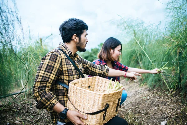 若い農家のカップル収穫新鮮なアスパラガスと手を合わせてバスケットに入れ — ストック写真
