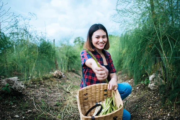 Jonge Boer Oogst Verse Asperges Met Hand Mand — Stockfoto