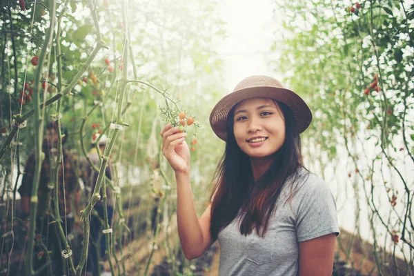 Młoda Kobieta Szklarni Pomidorami Organicznymi Zbierająca Plony — Zdjęcie stockowe