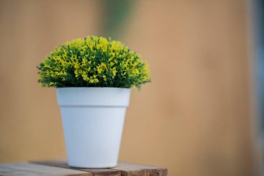 Ahşap masadaki saksılarda bitkiler