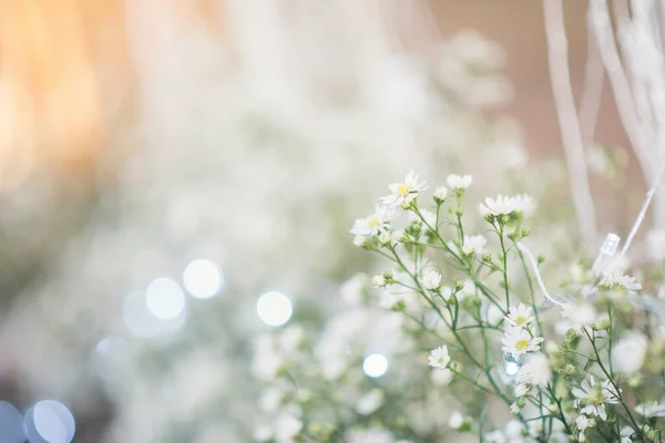 Flor Blanca Sobre Fondo — Foto de Stock
