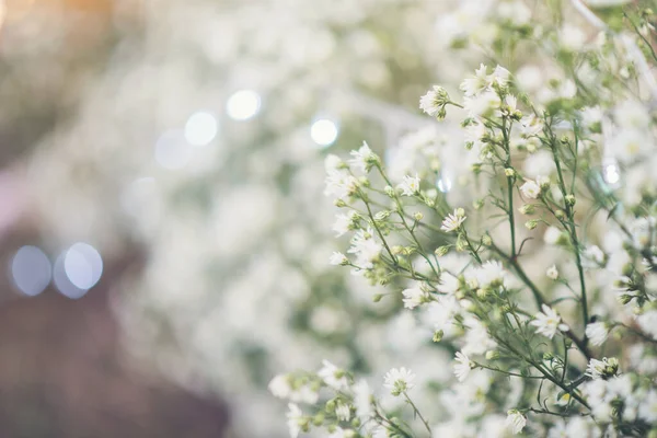 Bílá Květina Pozadí — Stock fotografie