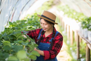 Güzel çiftçi kadın çilek tarlasını kontrol ediyor.