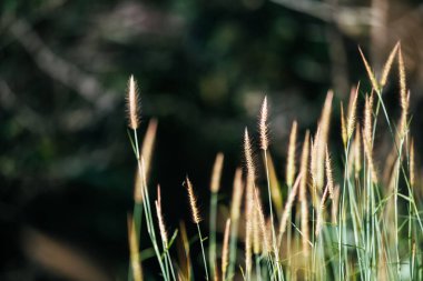 Çimen çiçeği doğa arka planı