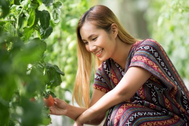 Domates çiftliğinde domates kontrol eden kadın çiftçi
