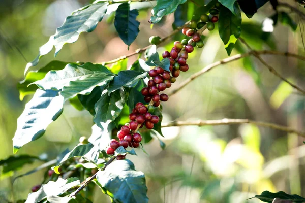 咖啡豆浆果在咖啡农场成熟 — 图库照片