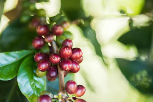 コーヒー豆のベリーの熟成 コーヒーファーム — ストック写真
