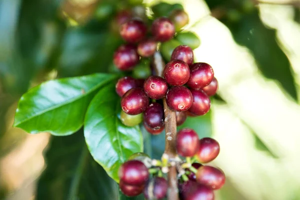 Maturazione Delle Bacche Caffè Nella Fattoria Del Caffè — Foto Stock