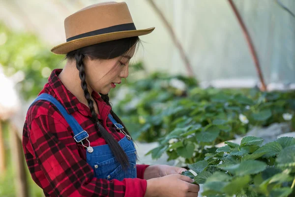 Güzel Çiftçi Kadın Çilek Tarlasını Kontrol Ediyor — Stok fotoğraf