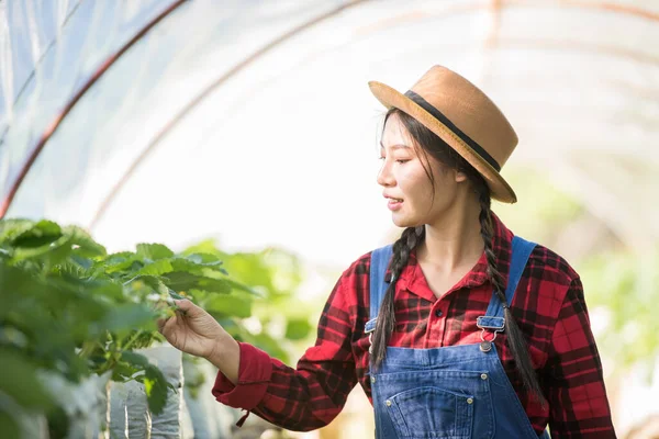 Mooie Boer Vrouw Controleren Aardbei Boerderij — Stockfoto