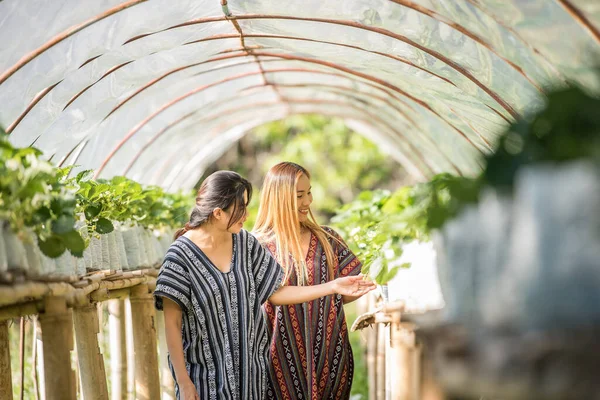 Hermosa Mujer Agricultora Comprobando Granja Fresas — Foto de Stock