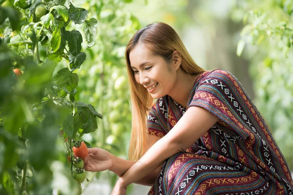 Women farmer checking tomato on tomato farm