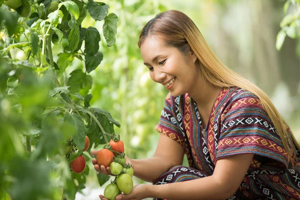 Vrouwelijke Boer Controleert Tomaat Tomatenkwekerij — Stockfoto