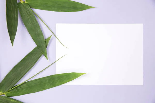 Bamboo Leaf Blank White Card — Stock Photo, Image